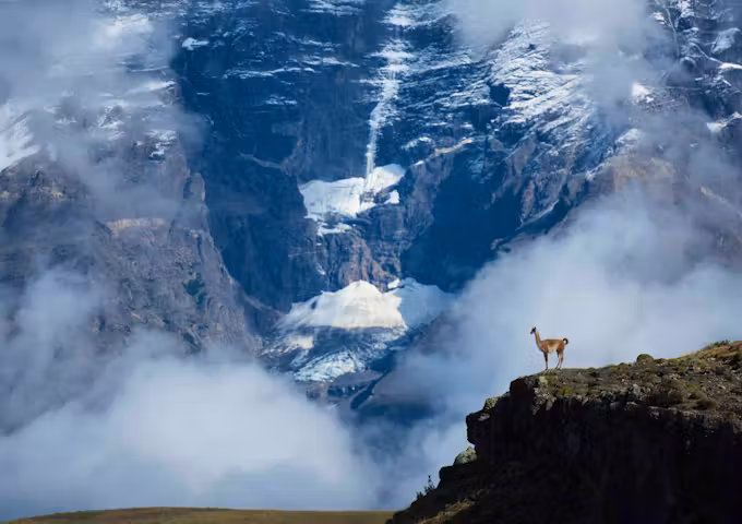 Guanaco Cerro Paine trek