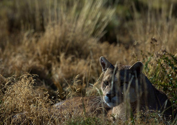 Puma in Torres del Paine