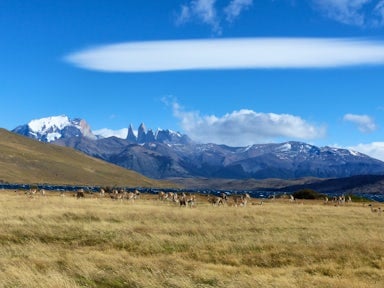 Torres del Paine guanacos las torres