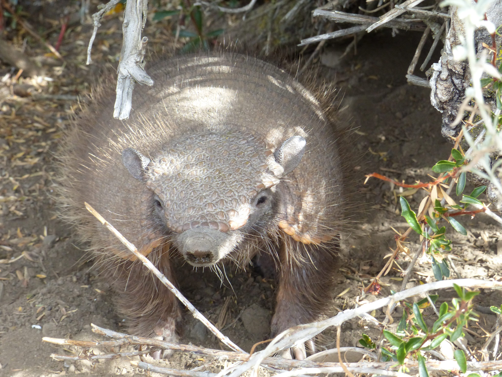 Lesser known wildlife in Torres del Paine