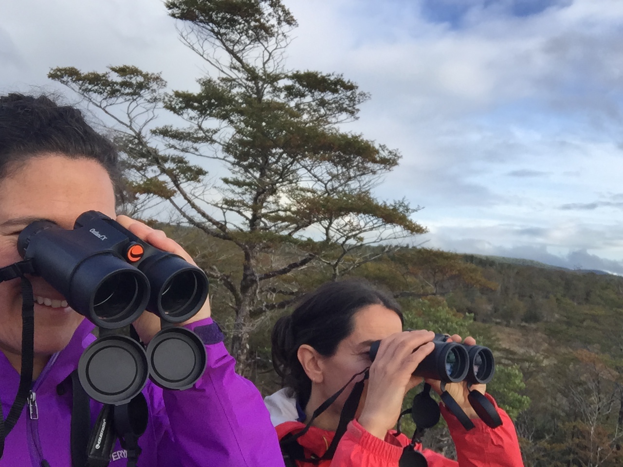 Bird Watching in Patagonia
