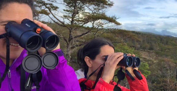 Bird Watching in Patagonia