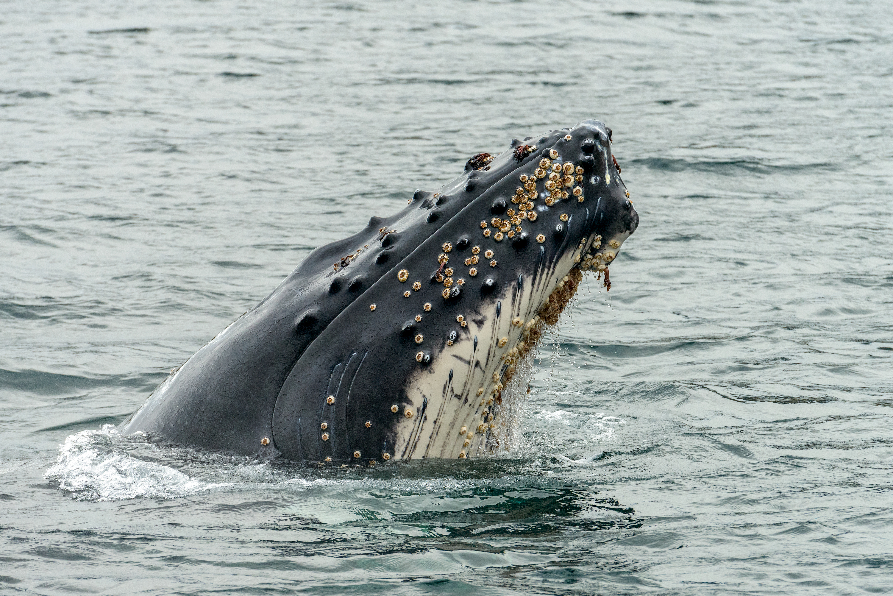 Patagonia: Fjords, Glaciers & Beyond