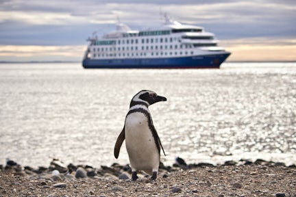Magellanic penguin in Tierra del Fuego with Australis cruise ship in background