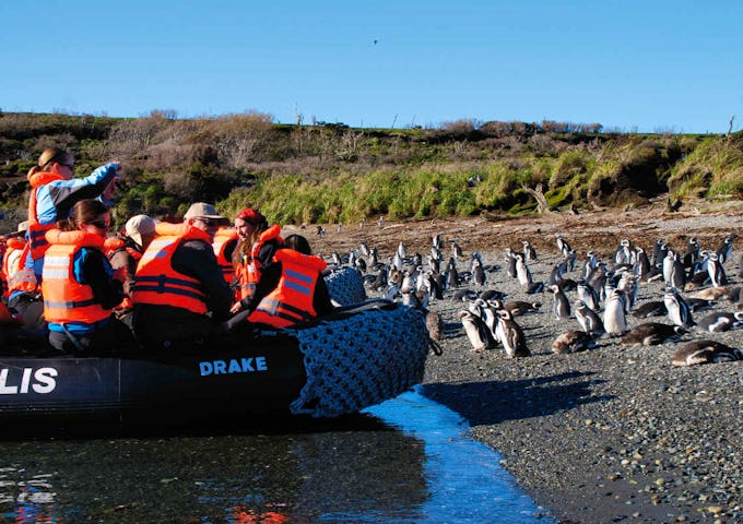 Zodiac excursion to see penguins at Tucket Islets, Chile
