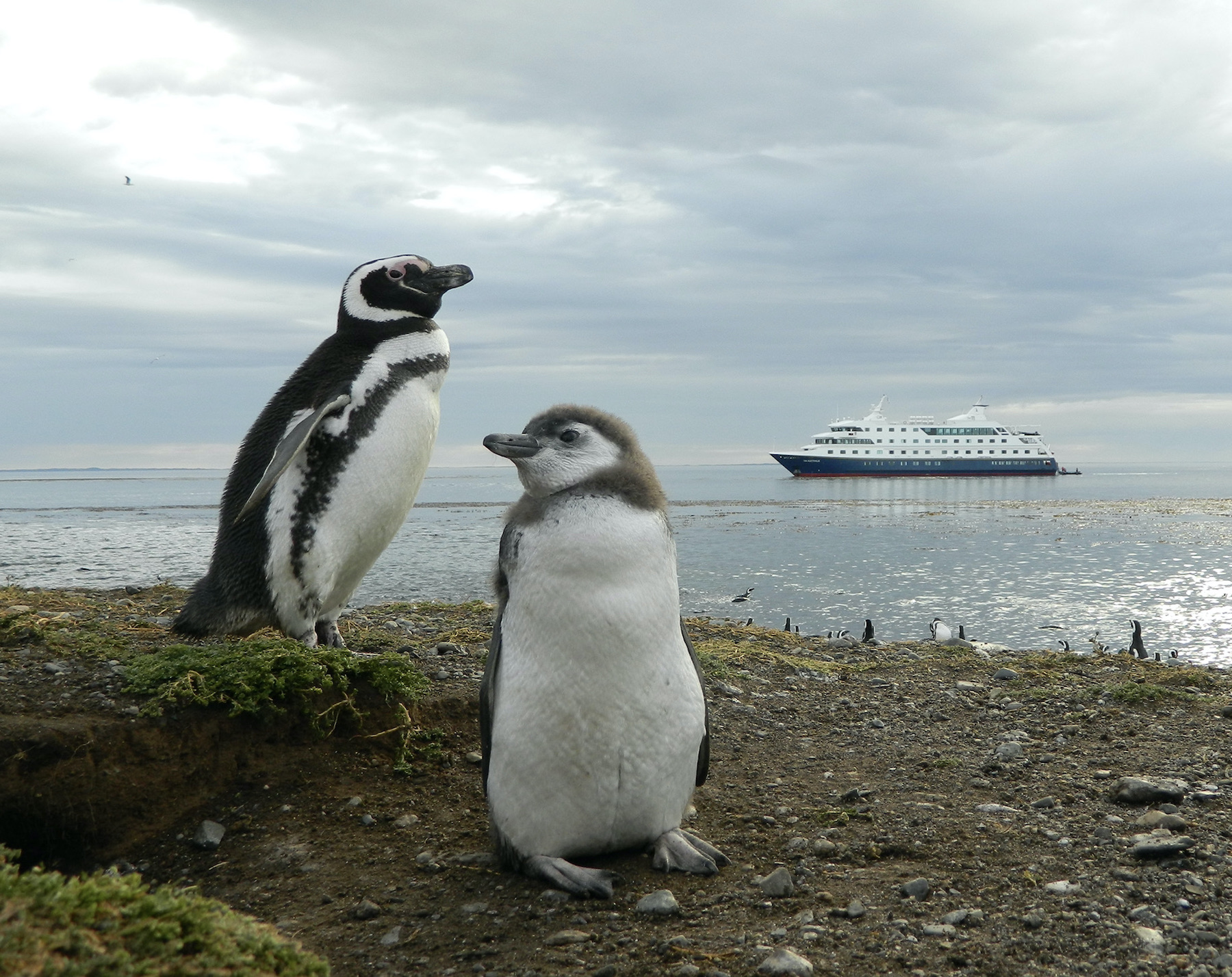 Magellanic penguin and chick on Magdalena Island in Tierra del Fuego, with Australis cruise ship in the distance