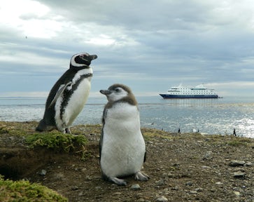 Magellanic penguin and chick on Magdalena Island in Tierra del Fuego, with Australis cruise ship in the distance