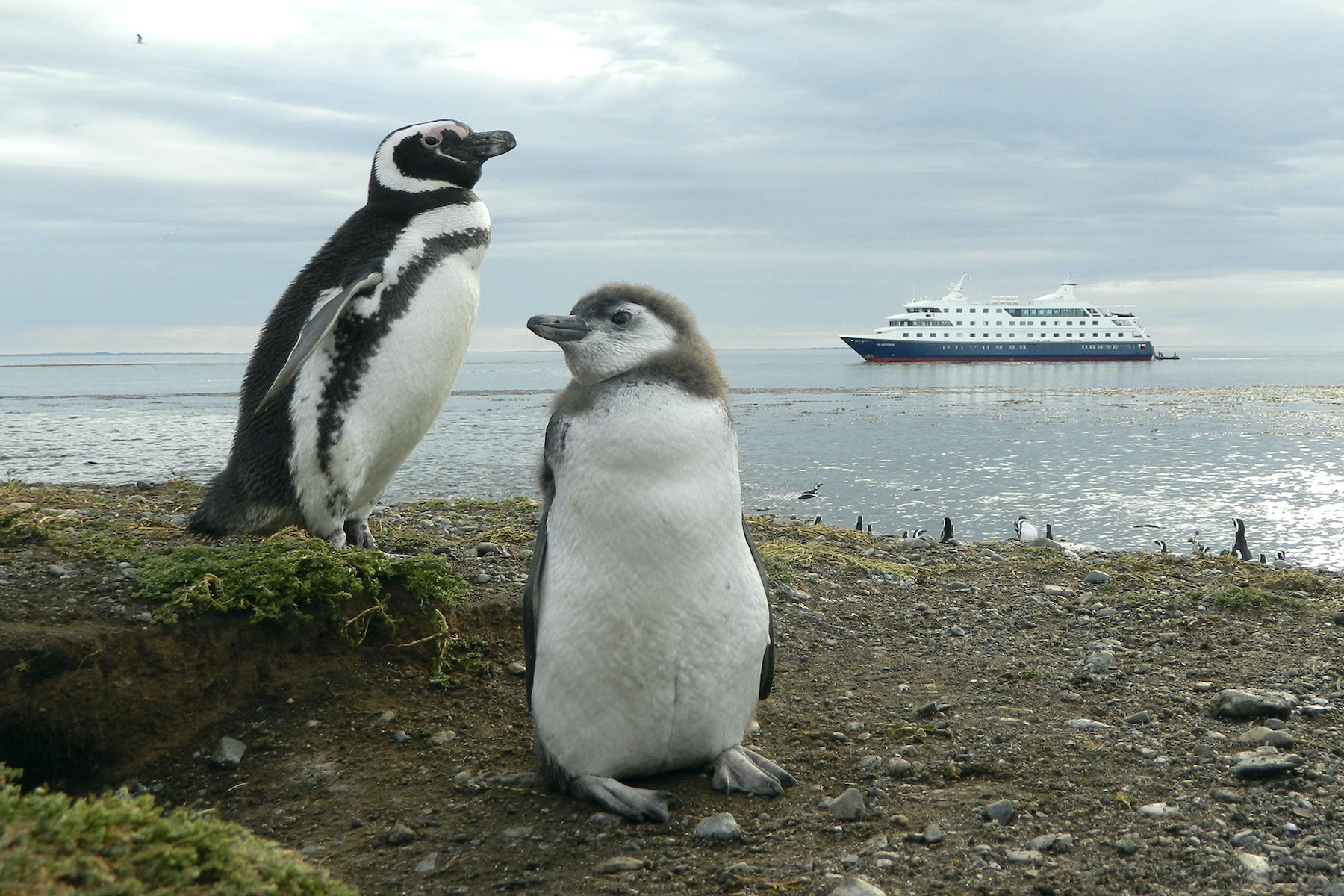 Magellanic penguin on Magdalena Island in Tierra del Fuego with Australis cruise ship in background