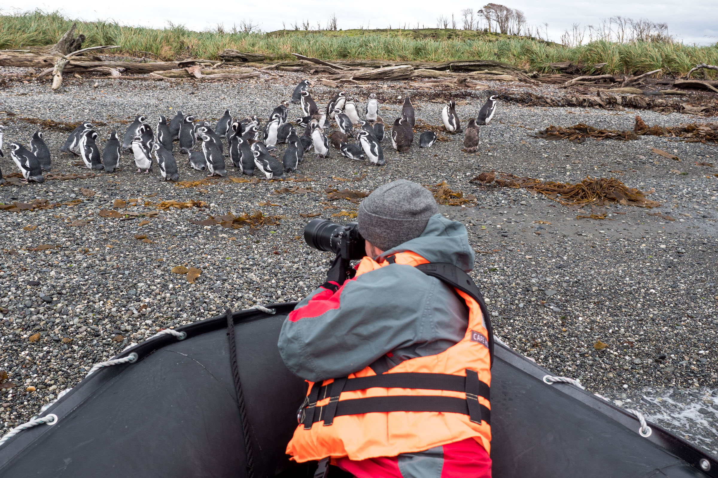 Tourist in zodiac photographing the Magellanic penguins on the Tucker Islets in Tierra del Fuego