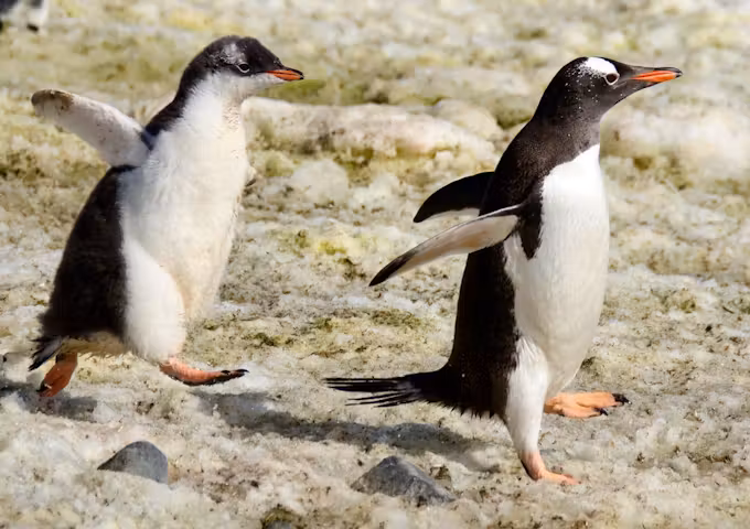 Patagonia Penguins