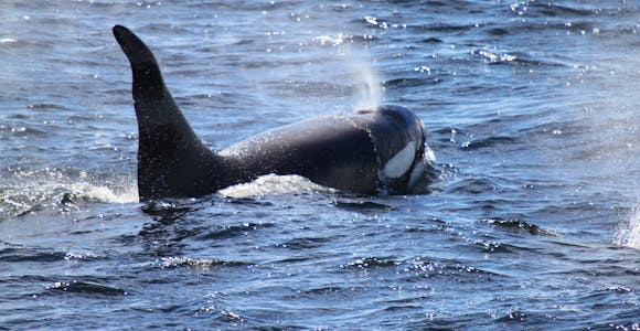 Whale Watching in Patagonia