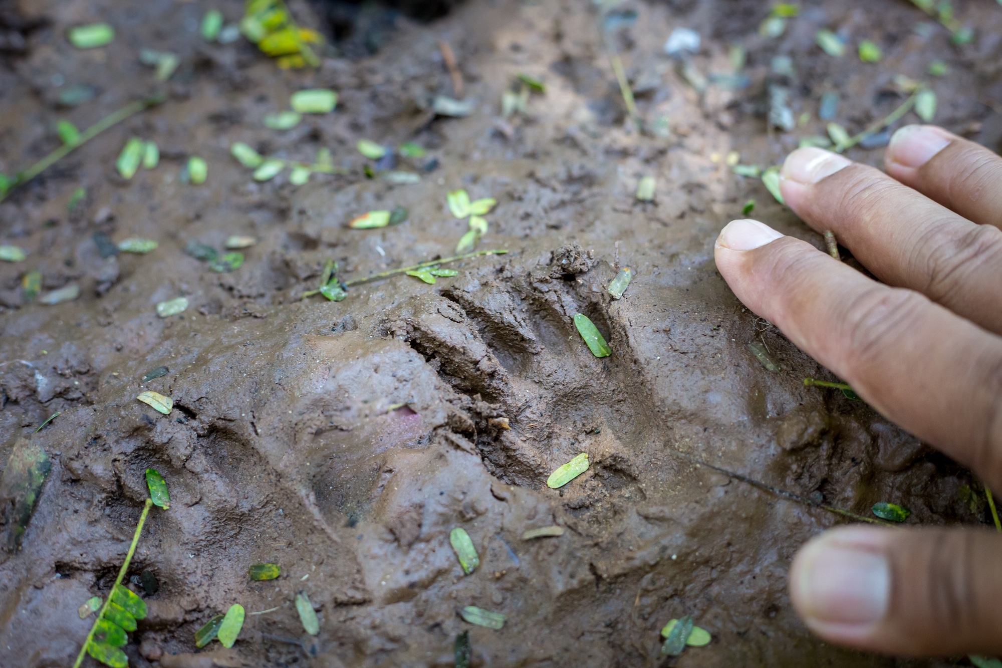 Awasi Iguazu excursions - animal tracks