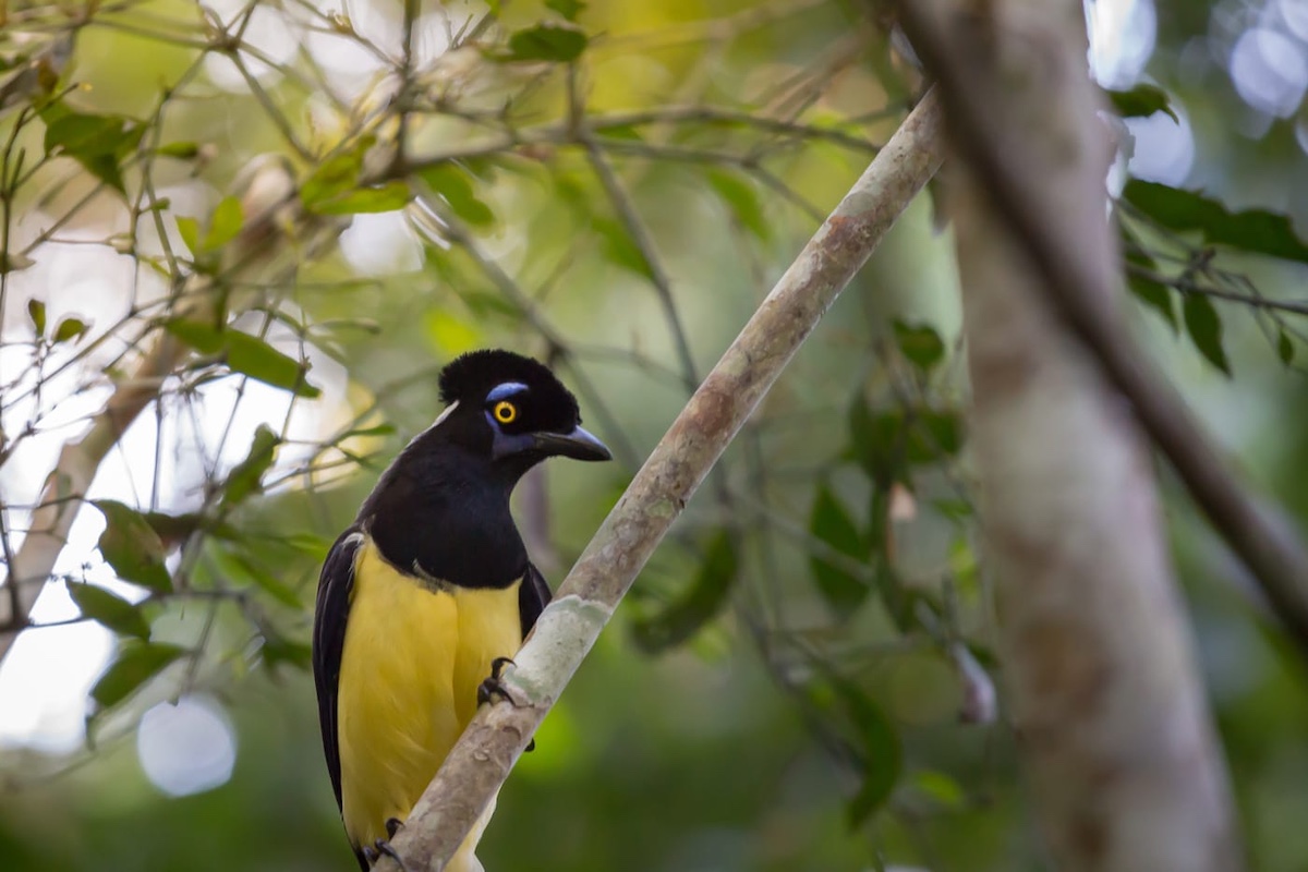 Awasi Iguazu excursions - Macuco Path