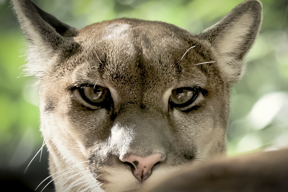 Awasi Iguazu excursions - Guira Oga Animal Refuge