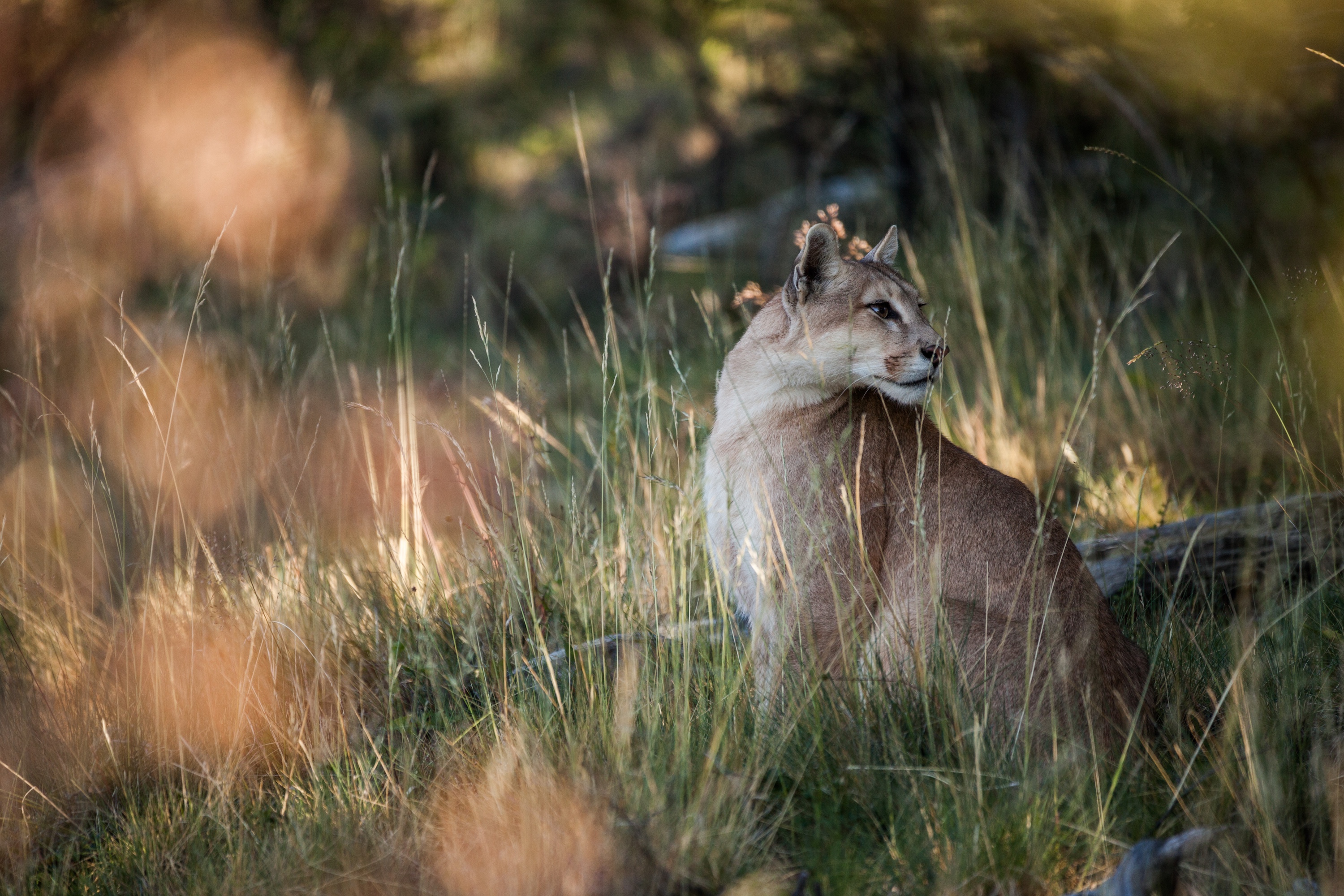 Awasi Patagonia excursions - puma 2