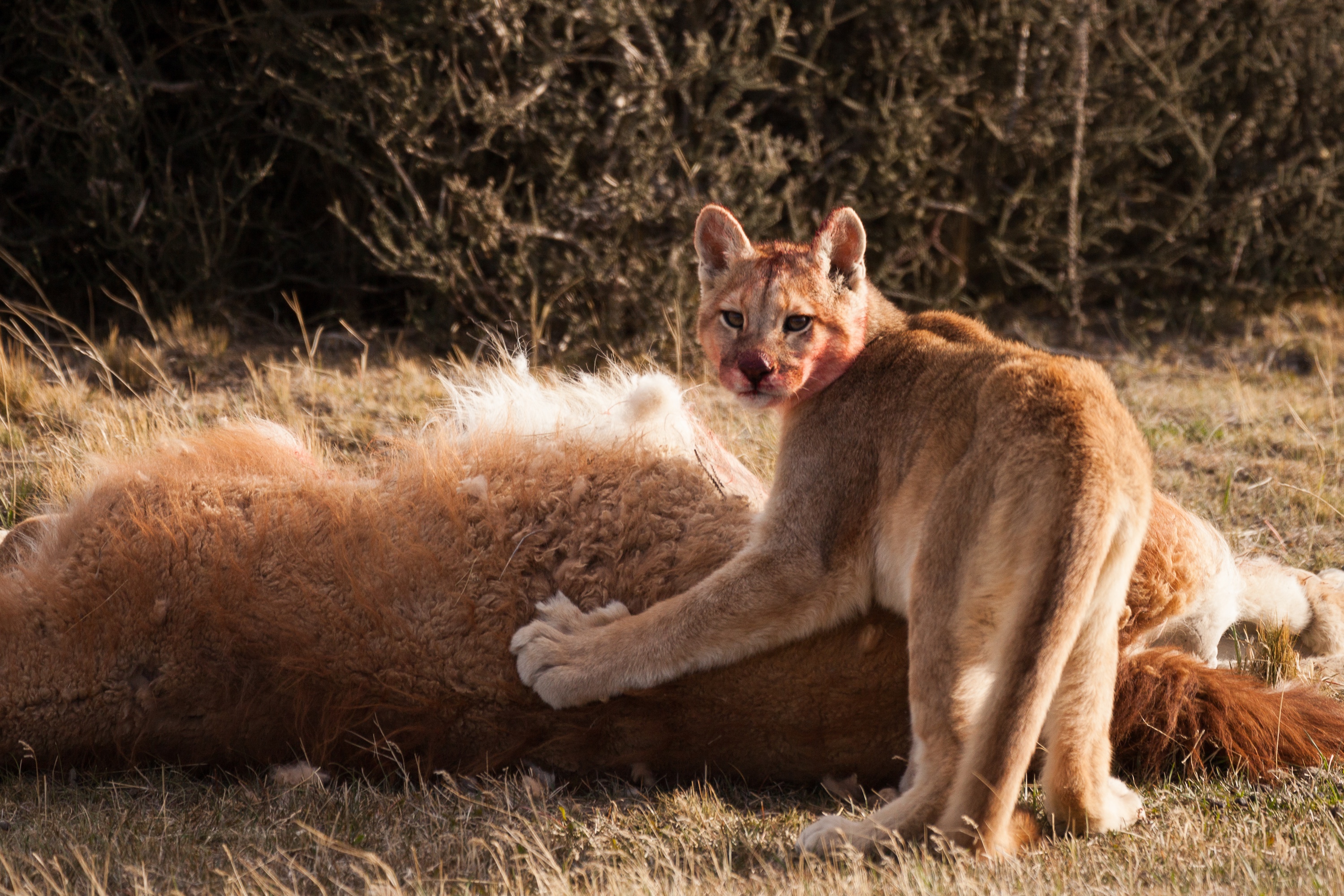 Awasi Patagonia excursions - puma