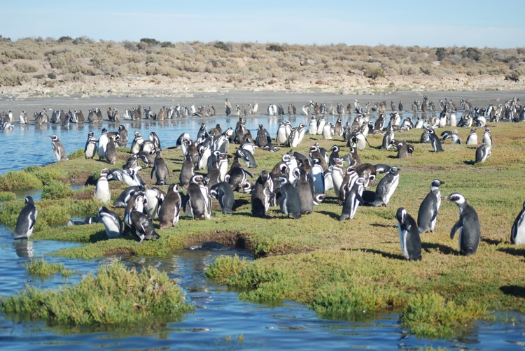 Bahia Bustamente penguins