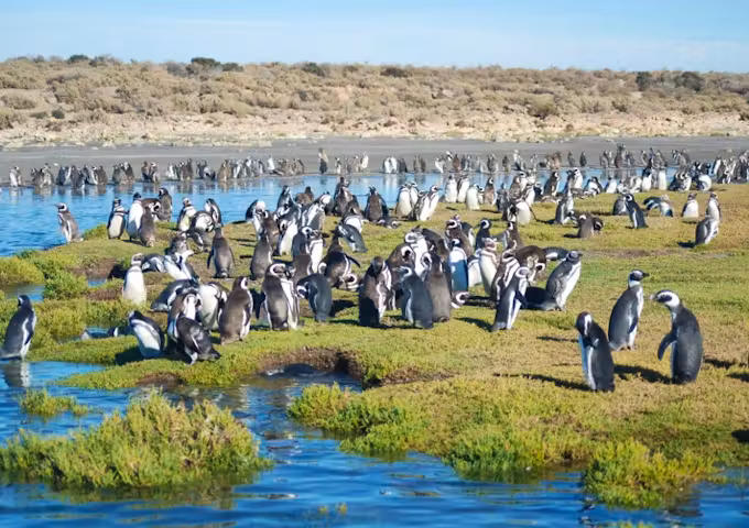 Bahia Bustamente penguins