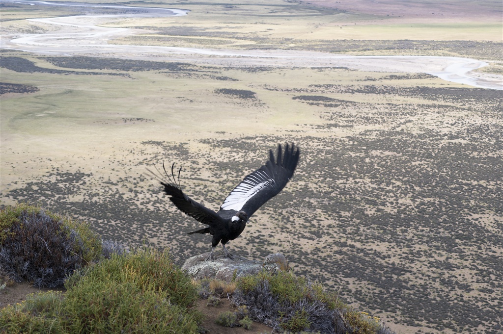 Andean condor, Torres del Paine, Chile