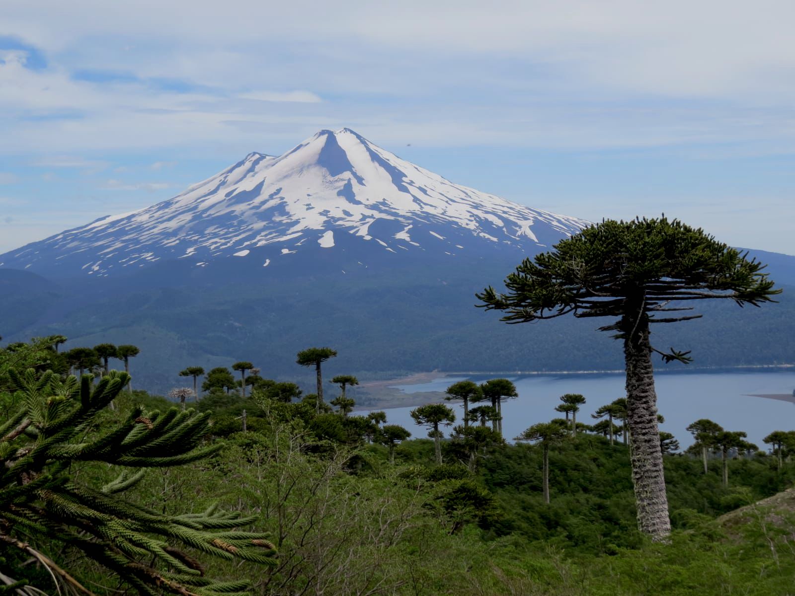 Birds Chile - Conguillio hike