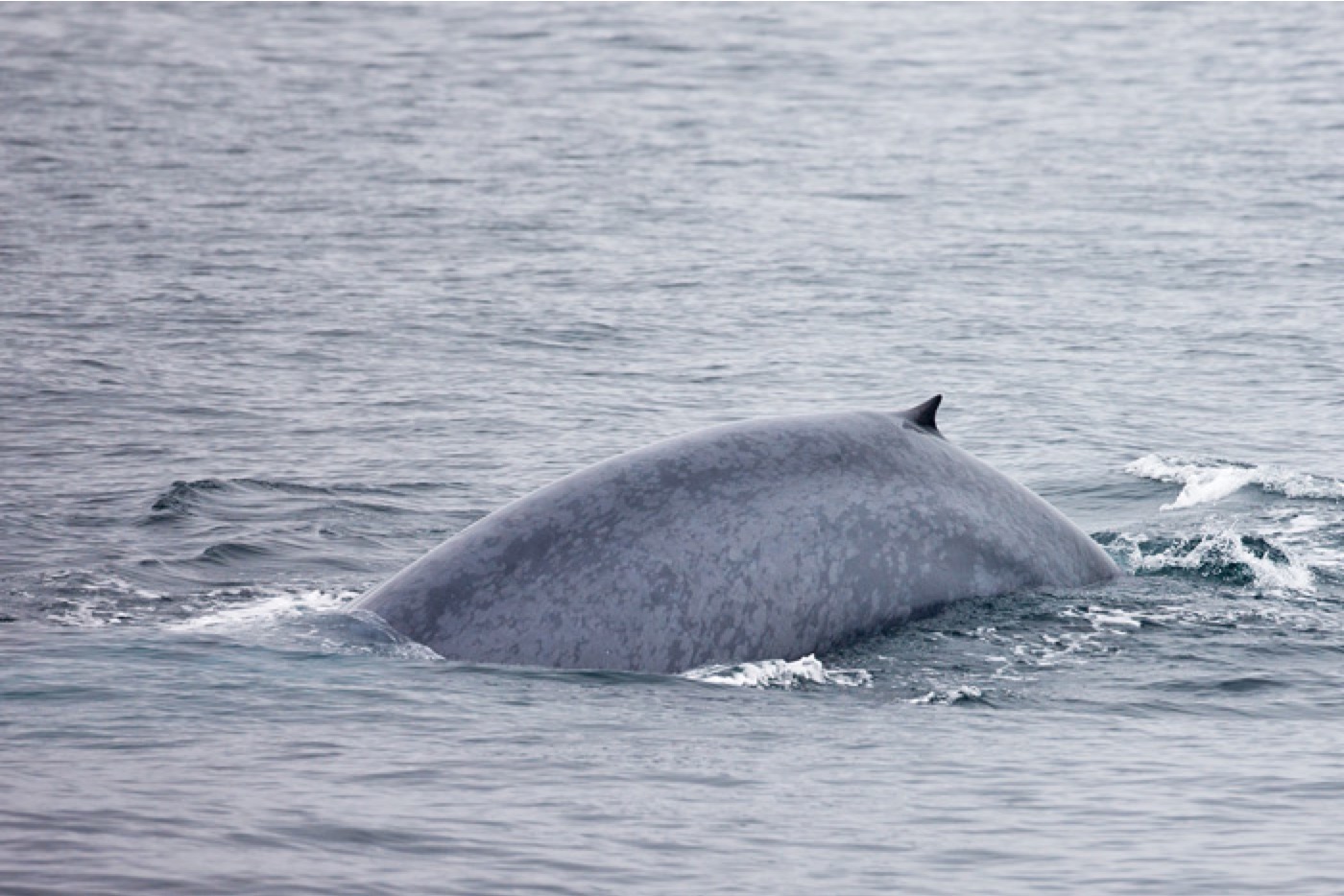Whale Watching in Patagonia