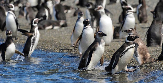 Penguins
