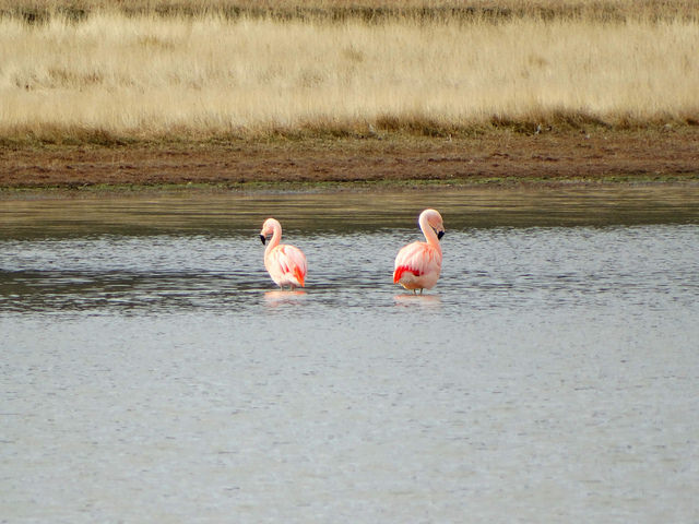 Safari in Southern Patagonia