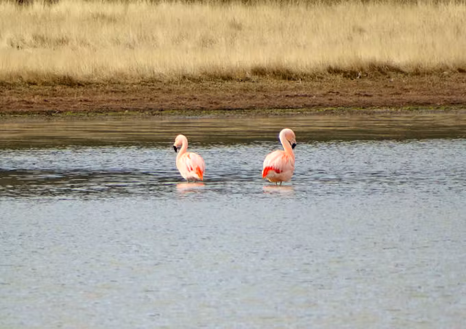 Safari in Southern Patagonia
