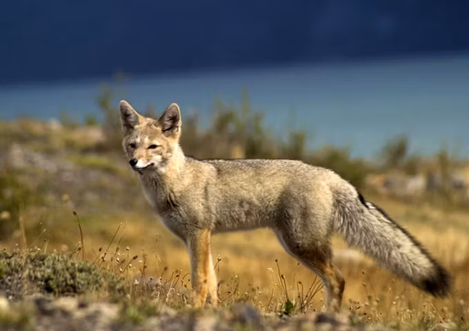 Safari in Southern Patagonia