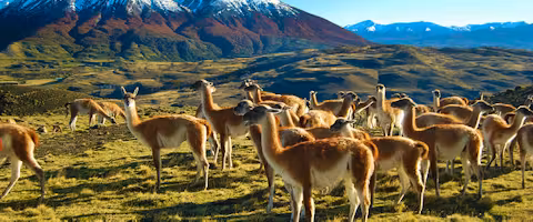 Safari in Southern Patagonia