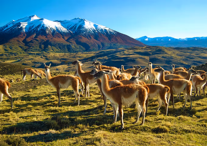 Safari in Southern Patagonia
