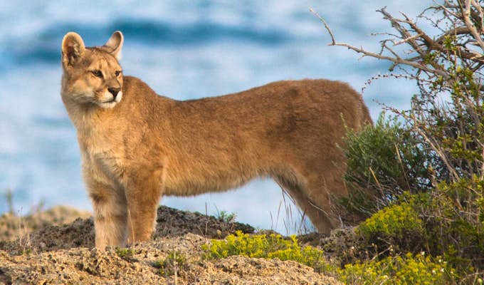 Puma Tracking Wildlife Adventure