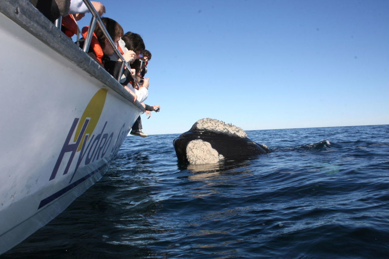 Highlights of Peninsula Valdés