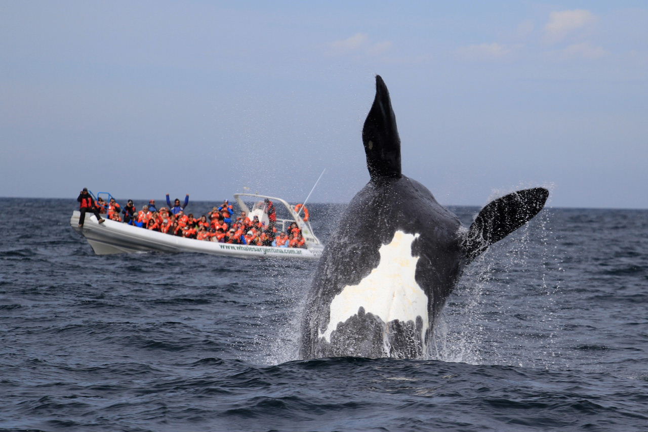 Southern right whale, Peninsula Valdés, Patagonia, Argentina