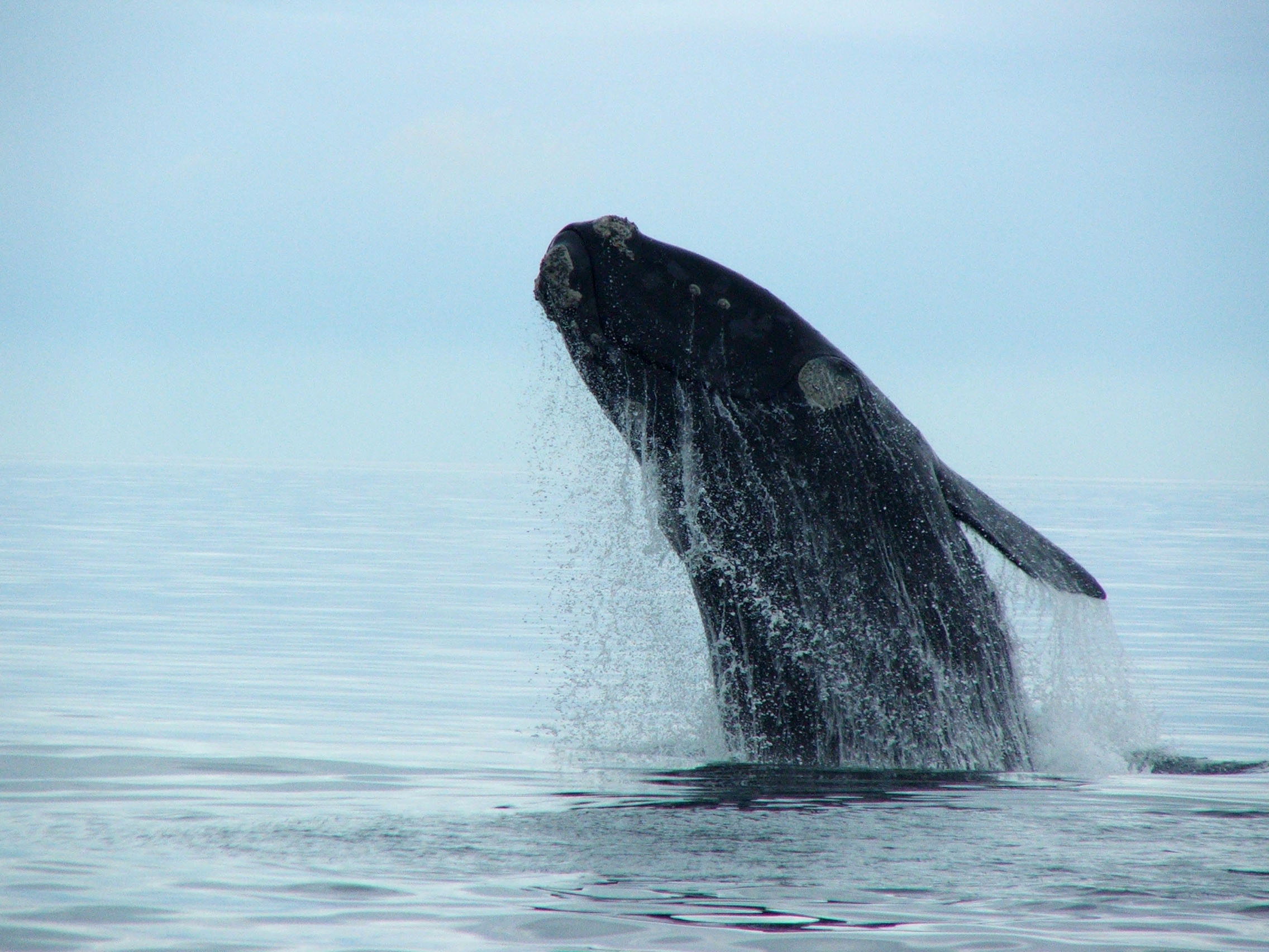 Southern right whale, Peninsula Valdes, Patagonia, Argentina