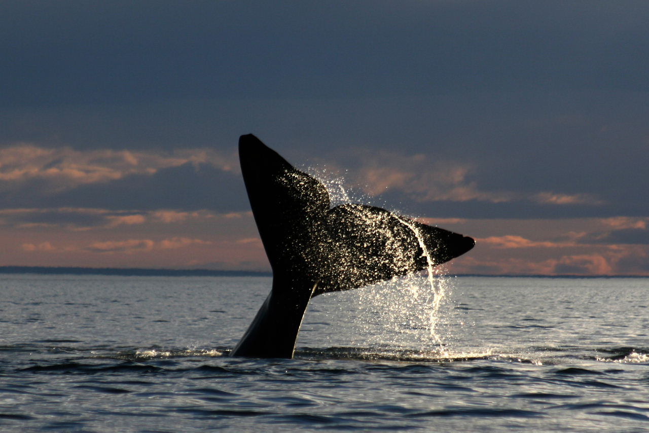 Southern right whale, Peninsula Valdés, Patagonia, Argentina