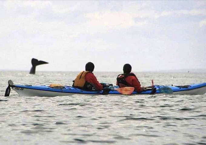 Whale sighting from kayak, Peninsula Valdés, Argentina
