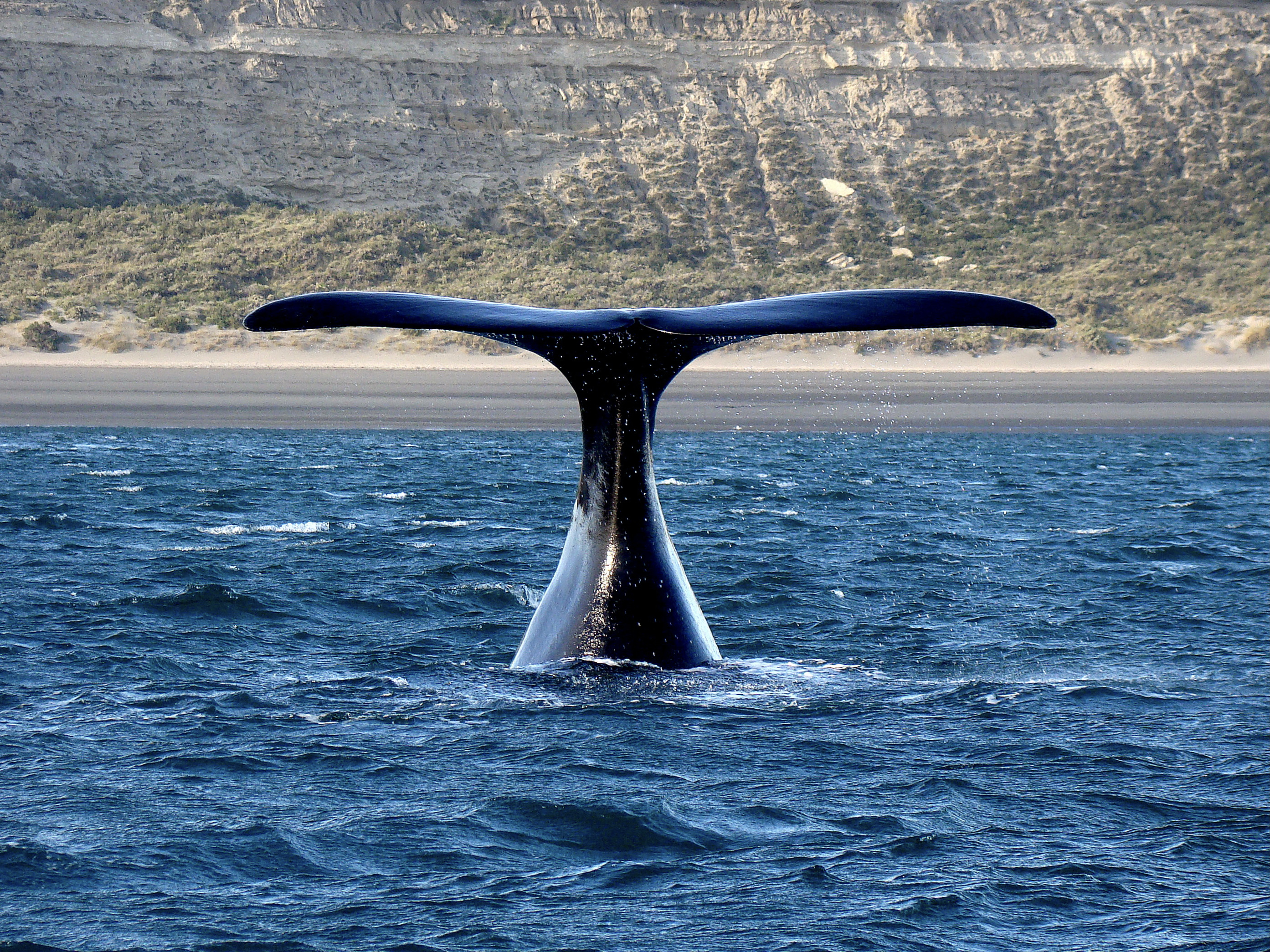 Whale Watching in Patagonia