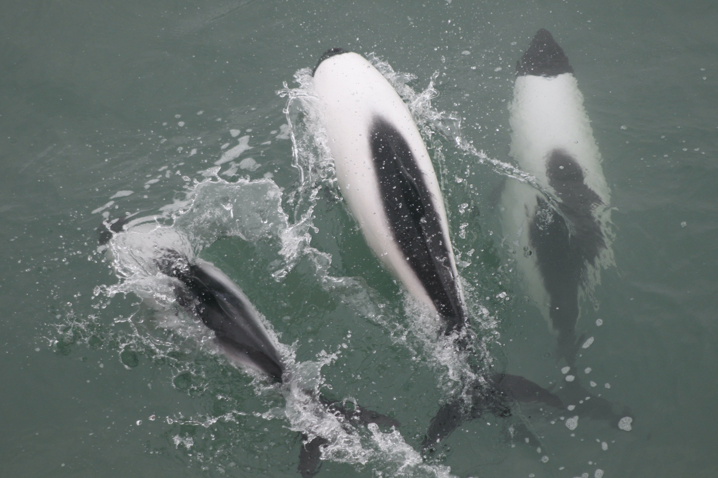 Commerson's dolphins