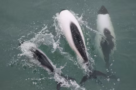 Commerson's dolphins