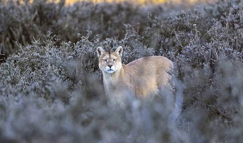 Puma in Torres del Paine, Estancia Cerro Guido, Patagonia, Chile