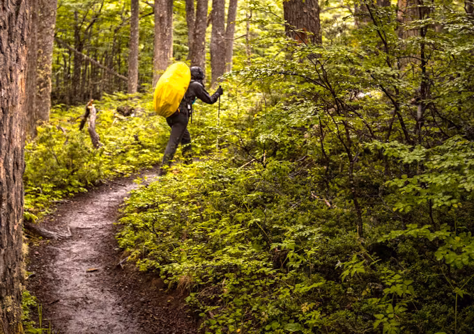 Trekking through southern beech forest in Torres del Paine, Chile