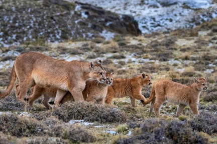 Female puma with three cubs in Torres del Paine