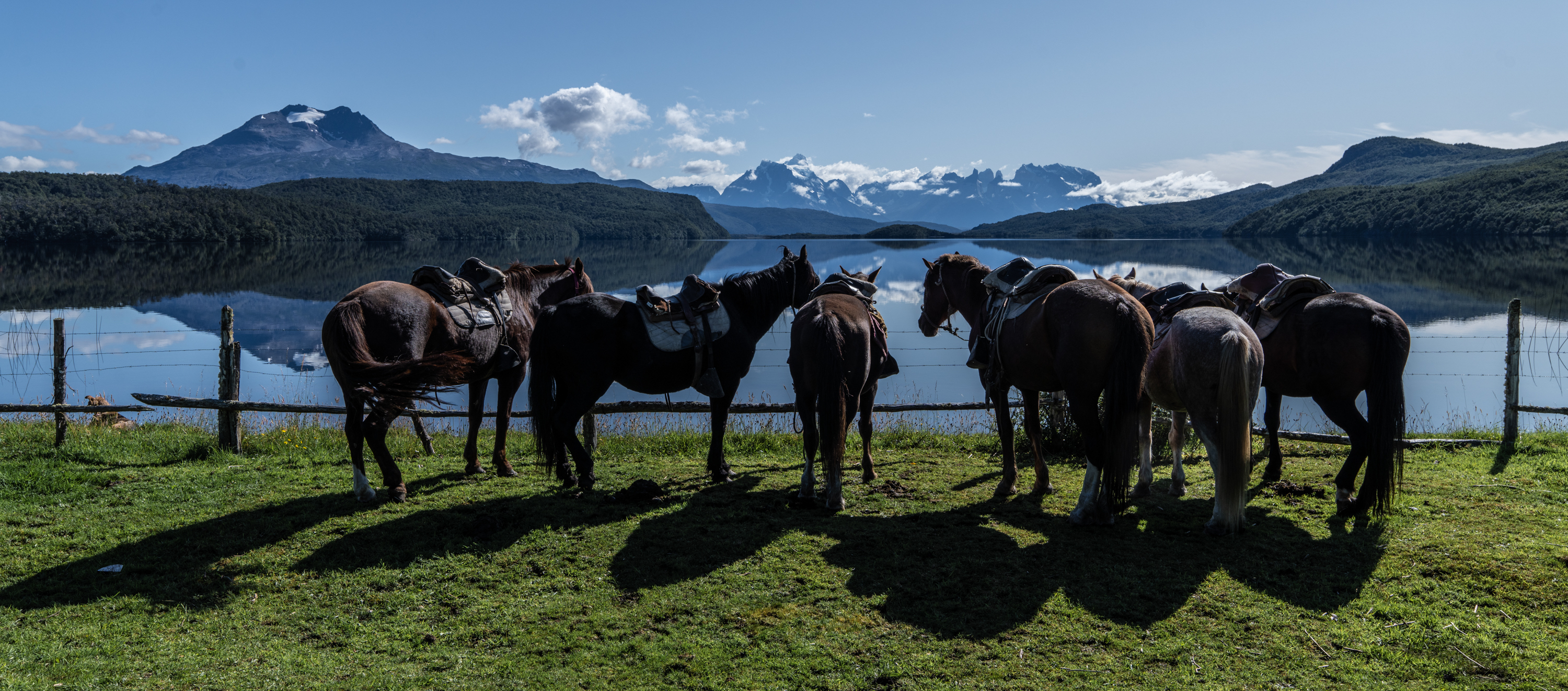 Horses waiting for their rides at Torres del Paine