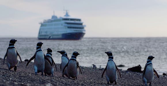 Magellanic penguins in Tierra del Fuego