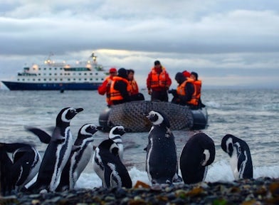 Patagonia Penguins