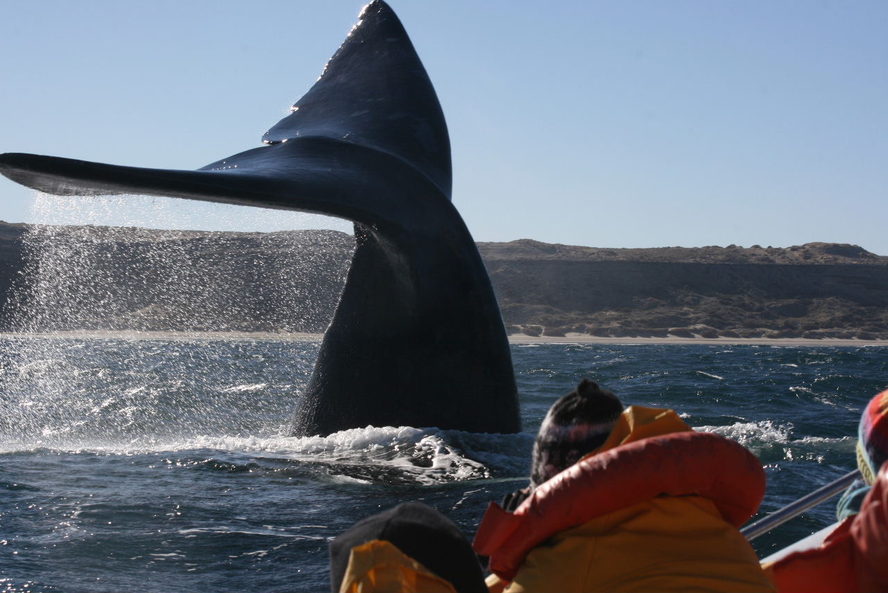 Valdes Southern Right