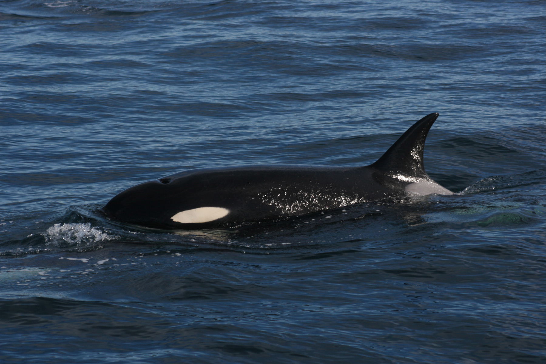 Valdes Southern right whale