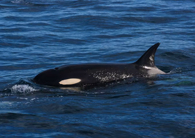Valdes Southern right whale