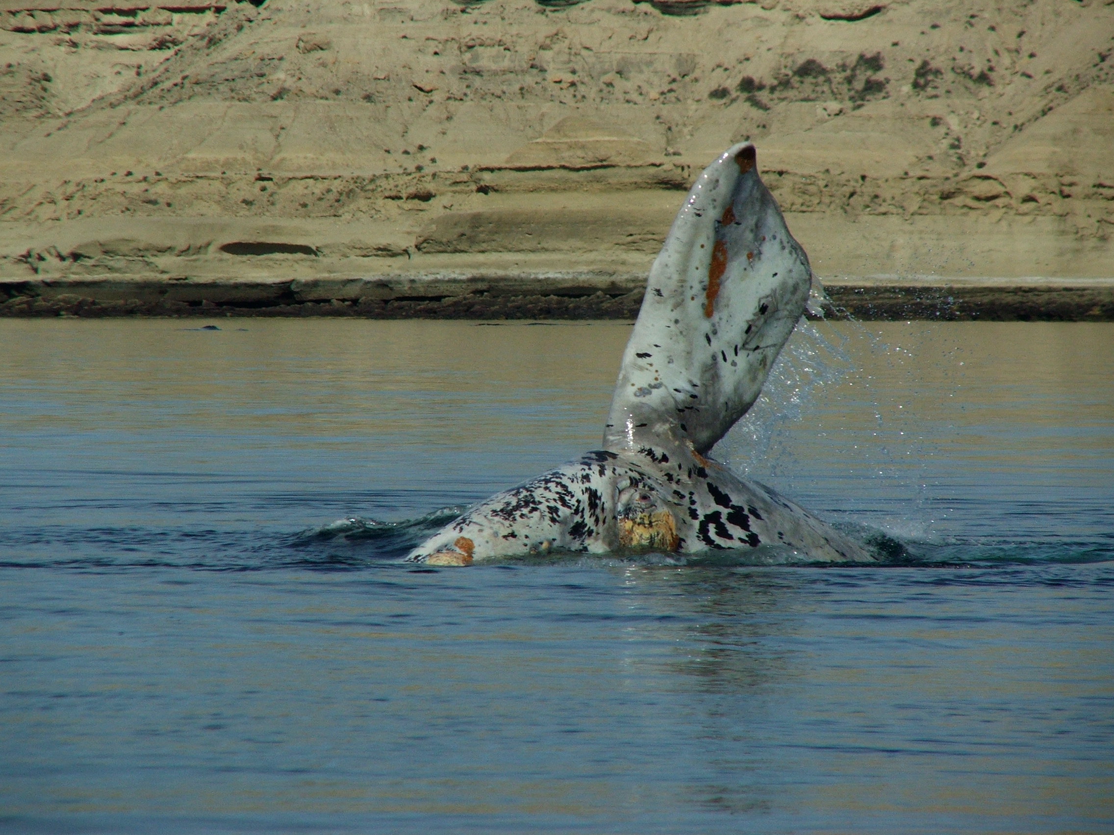 Valdes Southern right whale